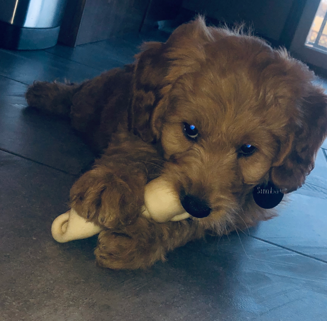 Simba! (previously Cory)