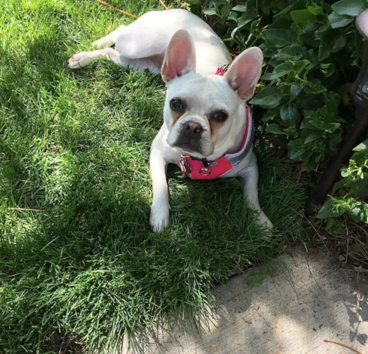 French Bulldog