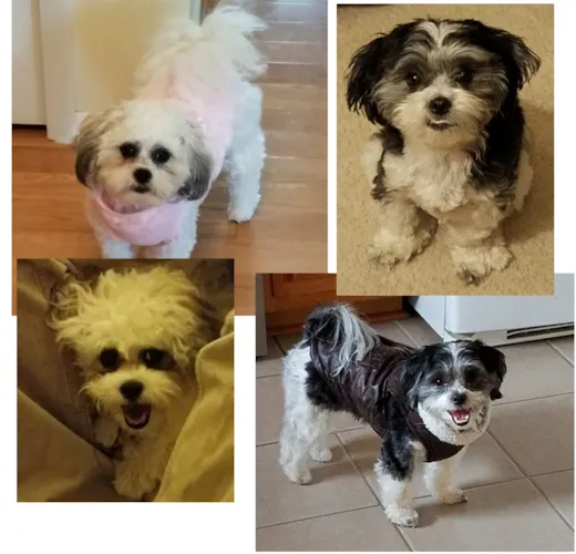 Gracie and Murphy