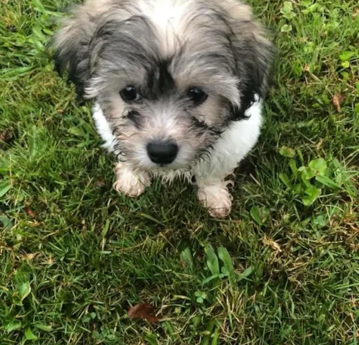 Griz (formerly know as Bruno)