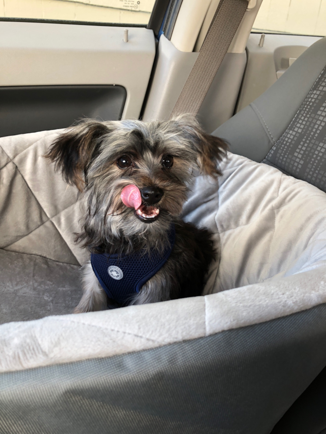Hank (formerly Timmy)
