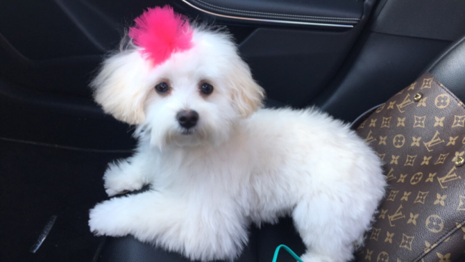Dolly