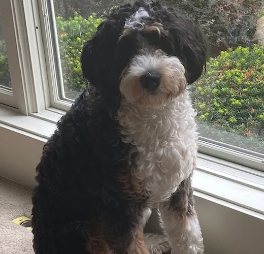 Dillon