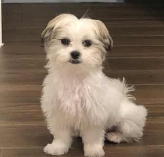 Lady (formerly Erin) Teddy Bear puppy Lady (formerly Erin) Teddy Bear puppy