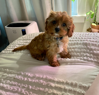 Olive (previously Daisy) Aussiechon puppy Olive (previously Daisy) Aussiechon puppy