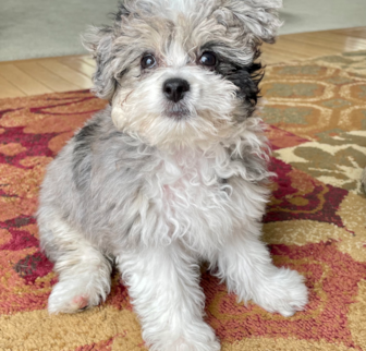 Desi Aussiechon puppy Desi Aussiechon puppy
