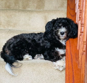 TRINA Aussiechon puppy TRINA Aussiechon puppy