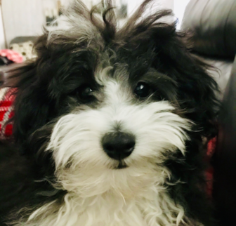 Roo Australian Cattle Dog puppy