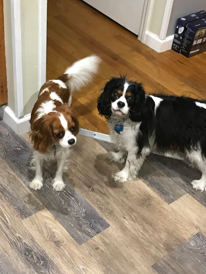Copper and mia