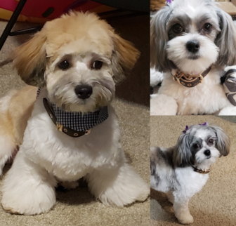 Bailey and Bentley Shih Tzu puppy Bailey and Bentley Shih Tzu puppy