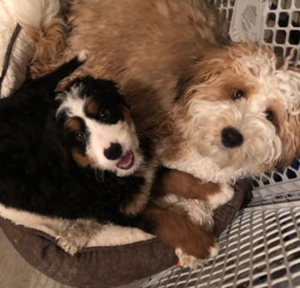 Toby ( formerly Dex) Mini Bernedoodle puppy Toby ( formerly Dex) Mini Bernedoodle puppy