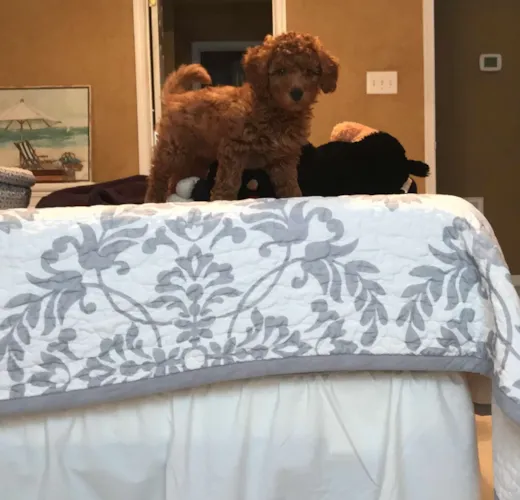 Romo