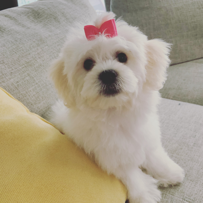 Harper