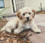 Mini Goldendoodle Puppies For Sale Ohio Comfortable Us