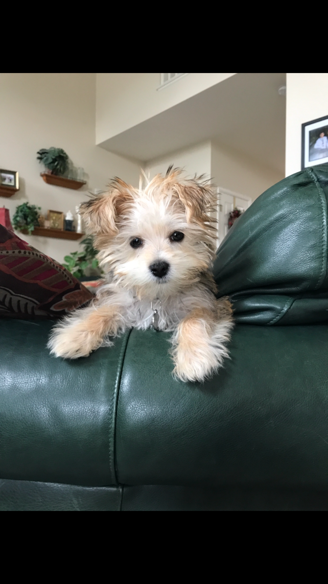 Winston