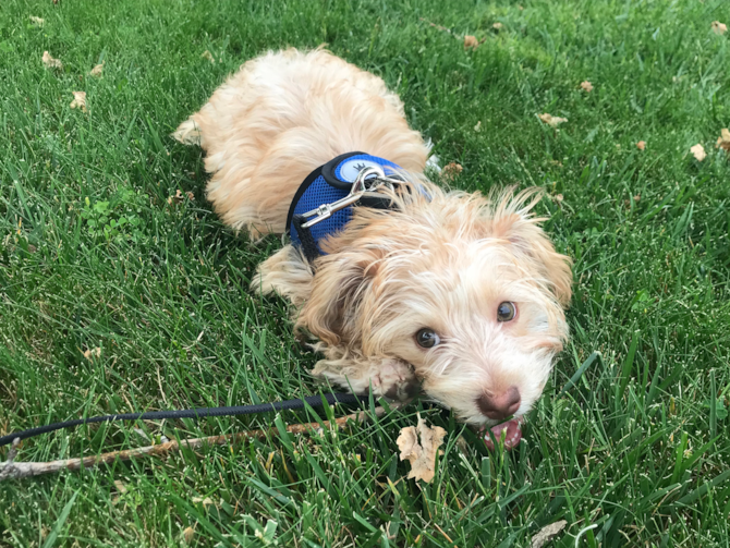 Milo (henley)