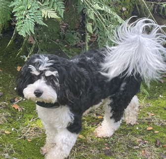 Abby aka Miranda the Cavachon Cavachon puppy Abby aka Miranda the Cavachon Cavachon puppy