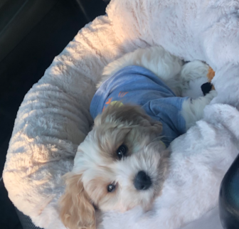 Bambino “Marley” Cavachon puppy Bambino “Marley” Cavachon puppy