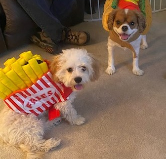 Hub Bub and Rascal Cavachon puppy Hub Bub and Rascal Cavachon puppy