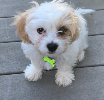 June Cavachon puppy June Cavachon puppy