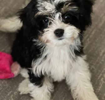 Kate @ Princess Grace Cavachon puppy, black and white Cavachon dog