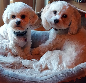 Kody & Kash Cavachon puppy Kody & Kash Cavachon puppy