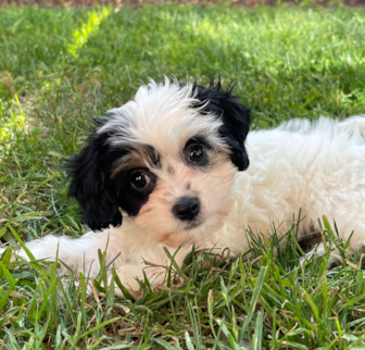 Kya (Carly) Cavachon puppy Kya (Carly) Cavachon puppy