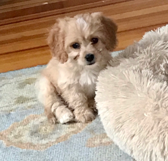 Scally Cavachon puppy Scally Cavachon puppy