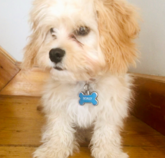 Scally Cavachon puppy Scally Cavachon puppy