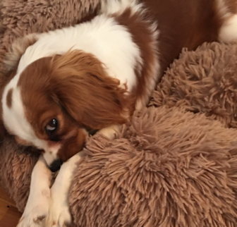 Bonita Cavalier King Charles Spaniel puppy Bonita Cavalier King Charles Spaniel puppy