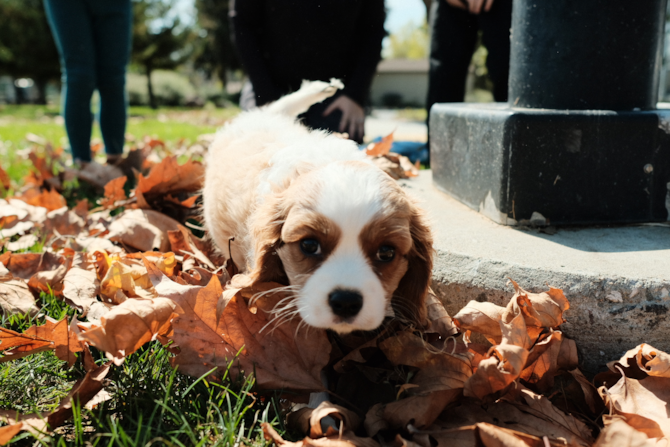 Charlie, formally Emmitt