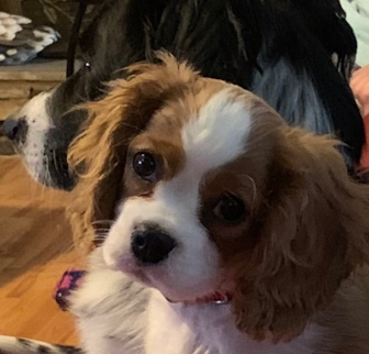 Colt Cavalier King Charles Spaniel puppy Colt Cavalier King Charles Spaniel puppy
