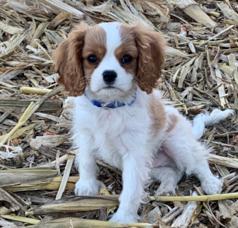 Elvis Cavalier King Charles Spaniel puppy Elvis Cavalier King Charles Spaniel puppy