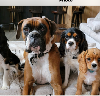 fonzi elvis. sadie Cavalier King Charles Spaniel puppy fonzi elvis. sadie Cavalier King Charles Spaniel puppy