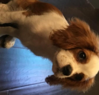 Frankie Cavalier King Charles Spaniel puppy Frankie Cavalier King Charles Spaniel puppy
