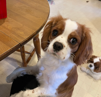 Isabelle Cavalier King Charles Spaniel puppy Isabelle Cavalier King Charles Spaniel puppy
