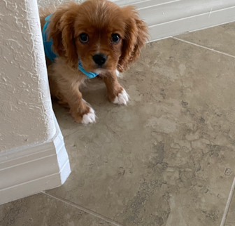 Jasper Cavalier King Charles Spaniel puppy Jasper Cavalier King Charles Spaniel puppy