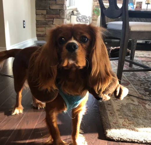Rocky (formerly Colt)
