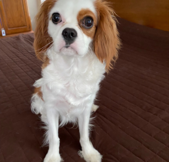 Sammy (was Eddy) Cavalier King Charles Spaniel puppy Sammy (was Eddy) Cavalier King Charles Spaniel puppy