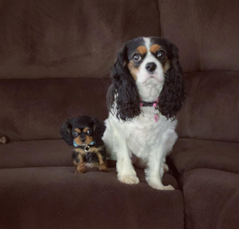 Willow and Raina Cavalier King Charles Spaniel puppy Willow and Raina Cavalier King Charles Spaniel puppy
