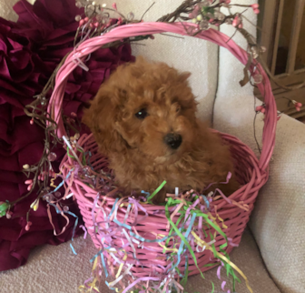 Amber Cavapoo puppy Amber Cavapoo puppy