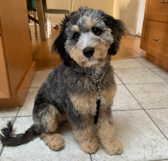 Aspen Aussiechon puppy Aspen Aussiechon puppy