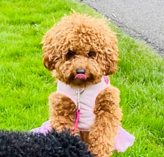 Cali Cavapoo puppy Cali Cavapoo puppy