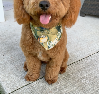 Charlie (formerly Kaiser) Cavapoo puppy Charlie (formerly Kaiser) Cavapoo puppy