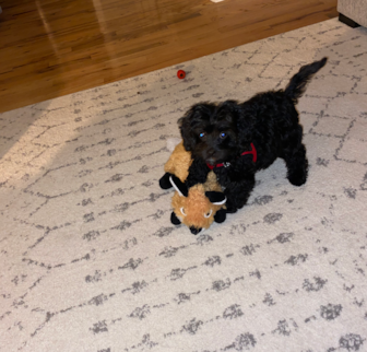 Duke (“Zain”) Cavapoo puppy Duke (“Zain”) Cavapoo puppy