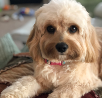 Flora now it’s Patty Cavapoo puppy Flora now it’s Patty Cavapoo puppy