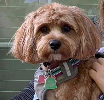 Lexi (aka Muffin) Cavapoo puppy Lexi (aka Muffin) Cavapoo puppy