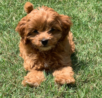 Lily-Rose (Vuitton) Cavapoo puppy Lily-Rose (Vuitton) Cavapoo puppy