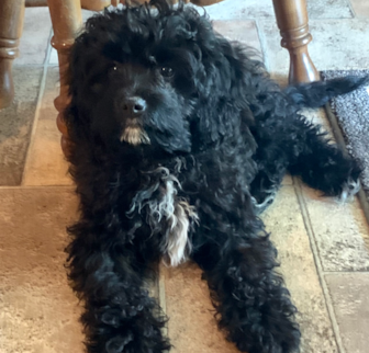Micah Cavapoo puppy Micah Cavapoo puppy