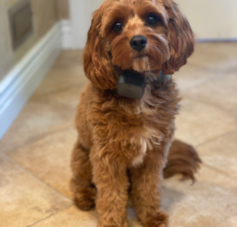 Mochi aka Alicia Cavapoo puppy Mochi aka Alicia Cavapoo puppy